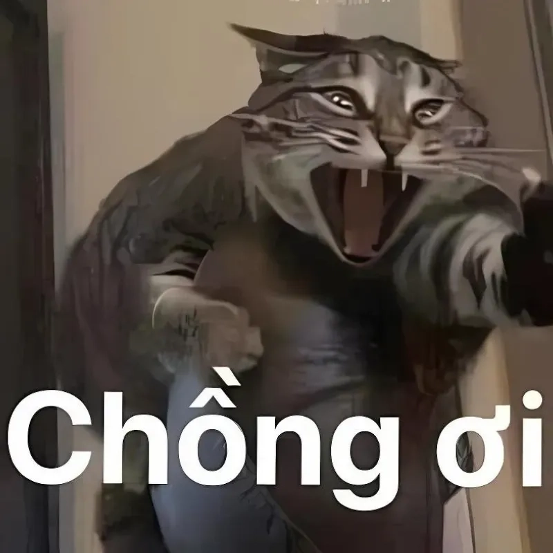 Meme ảnh mèo bựa dễ thương khiến người xem phải ngạc nhiên và thích thú