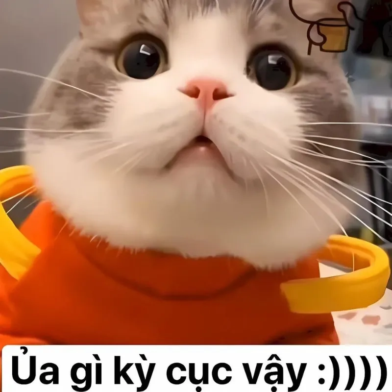 Bựa meme mèo bựa với những tình huống gây cười cực kỳ dễ thương