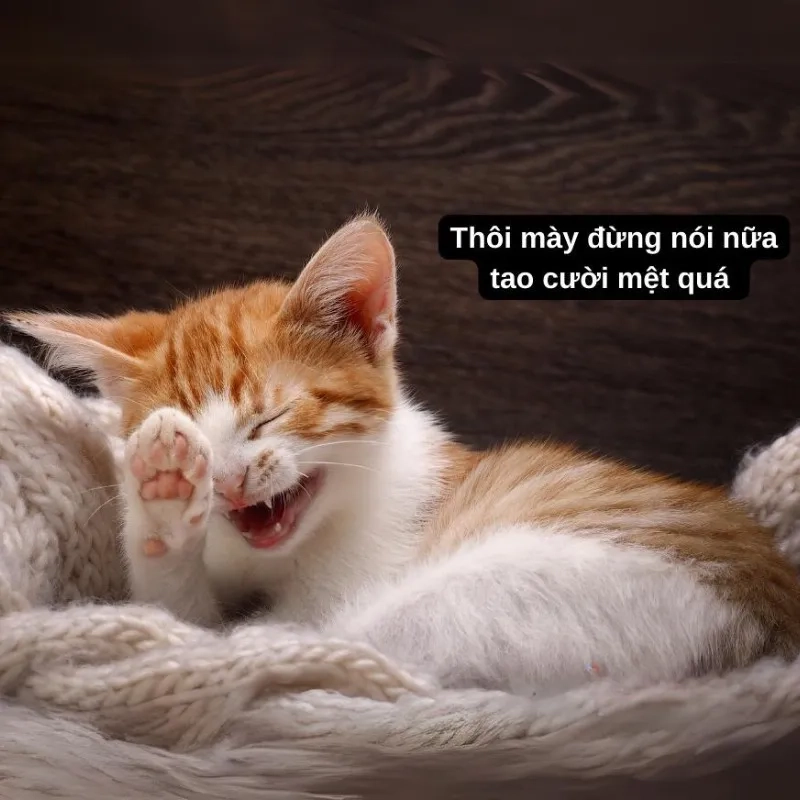 Cute ảnh chế meme mèo bựa là lựa chọn tuyệt vời cho các tín đồ meme