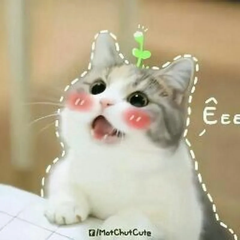 Meme ảnh mèo cute không thể thiếu trong bộ sưu tập hình ảnh hài hước