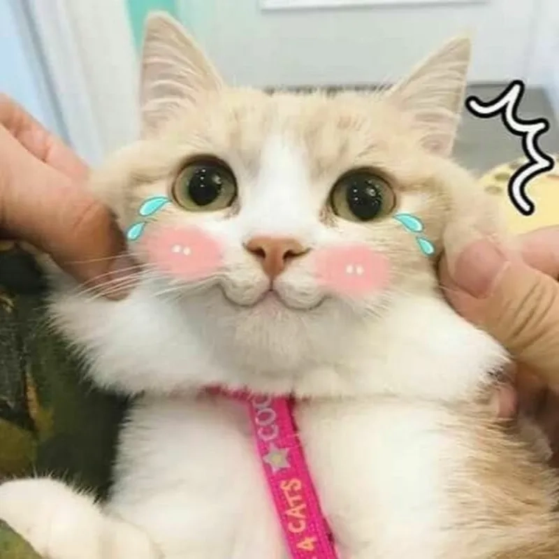 Avatar mèo cute meme khiến trang cá nhân của bạn thêm phần thú vị