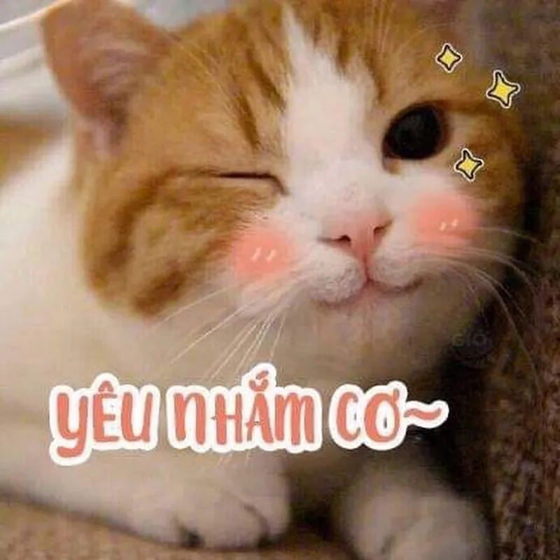 Ảnh mèo cute meme đáng yêu luôn là lựa chọn tuyệt vời cho mạng xã hội