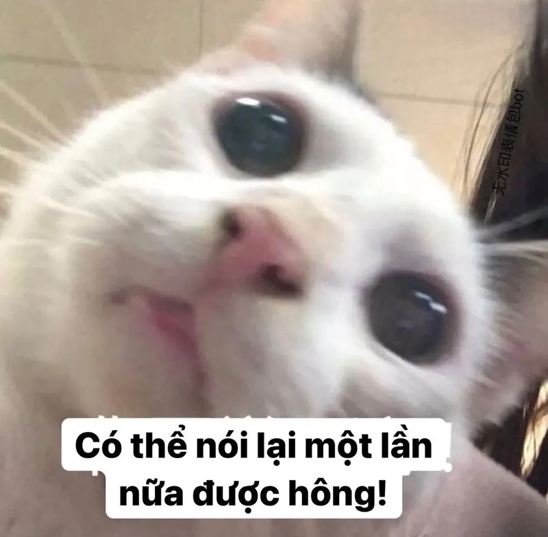 Meme ngộ nghĩnh ảnh mèo cute khiến ai cũng phải bật cười