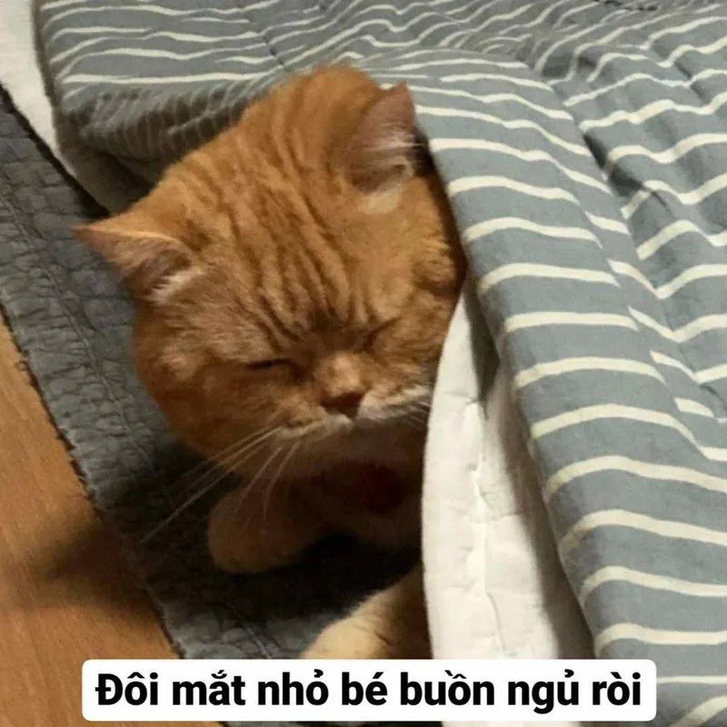 Meme mèo cute cười mang lại niềm vui cho mọi người xung quanh