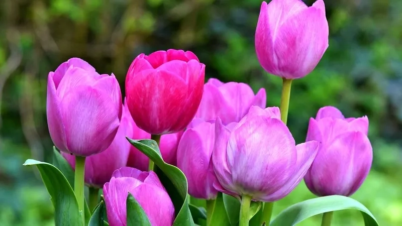 Tải ảnh hoa tulip đẹp nhất để làm mới bộ sưu tập của bạn