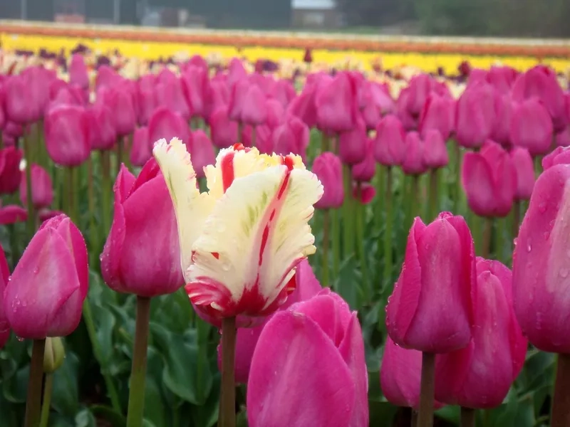 Hình ảnh hoa tulip chill tạo không gian thư giãn nhẹ nhàng