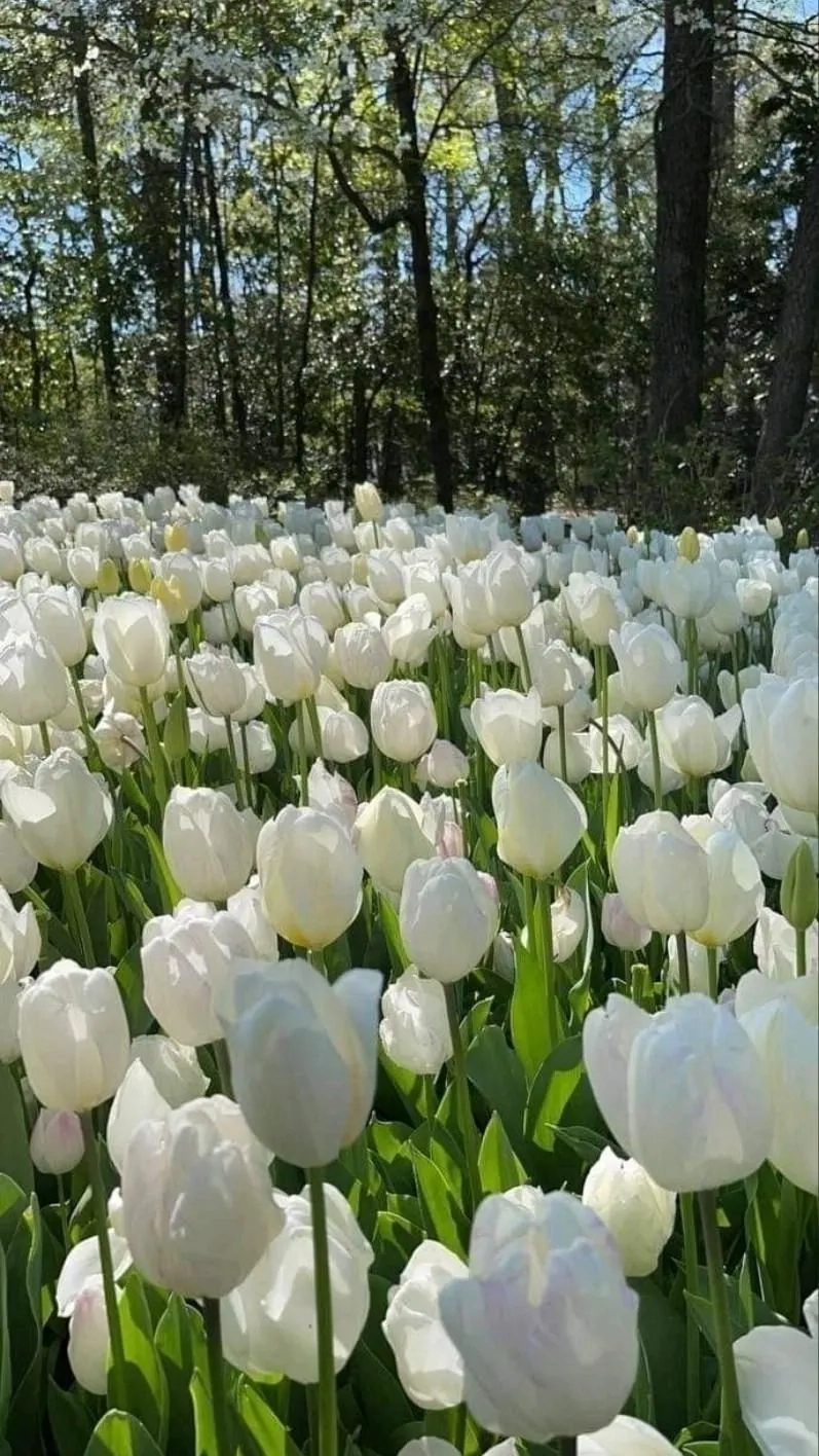 Hình ảnh hoa tulip chill tạo không gian thư giãn nhẹ nhàng