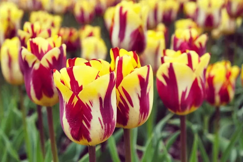 Ảnh hoa tulip sáng tươi mới cho mỗi ngày thêm năng động