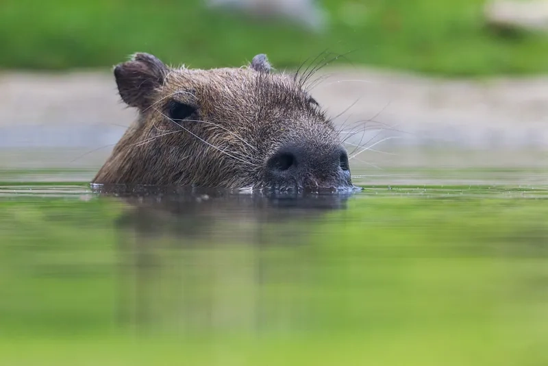 Cute capybara pet dành cho người yêu động vật