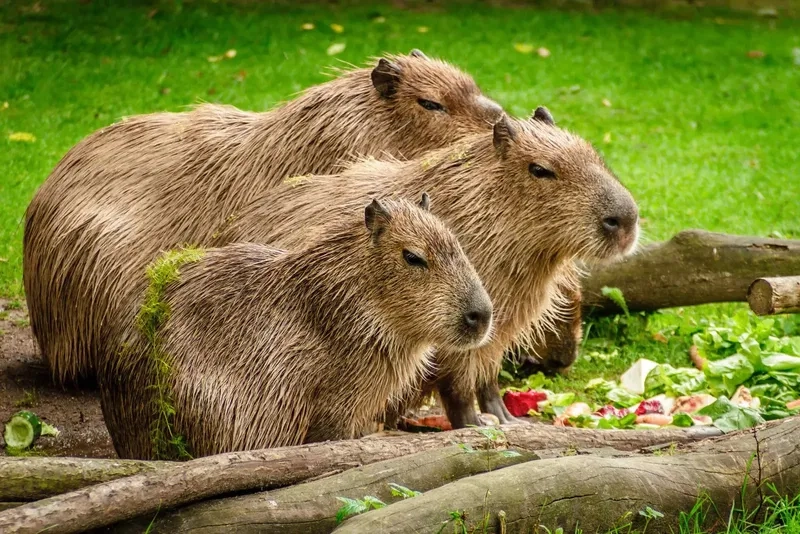 Hình nền đẹp 3d cute capybara ngộ nghĩnh đáng yêu