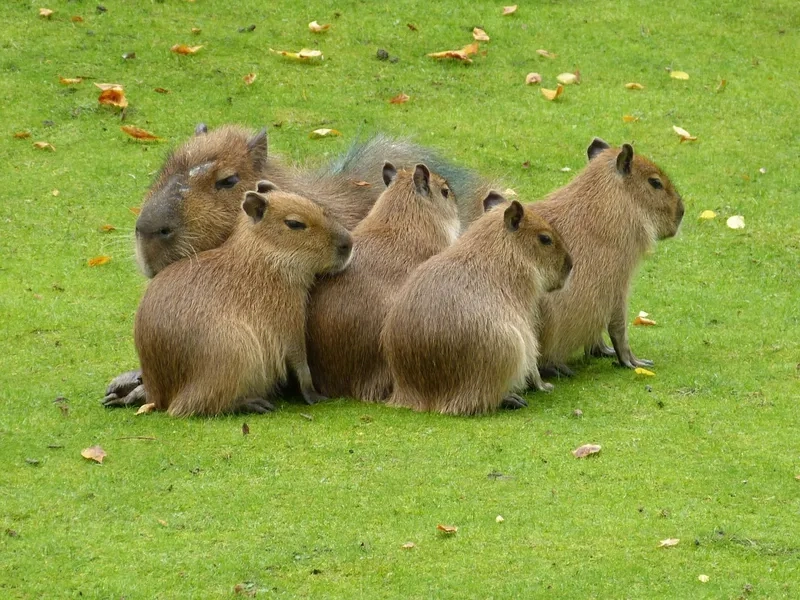 4K capybara cực nét cho màn hình siêu đẹp