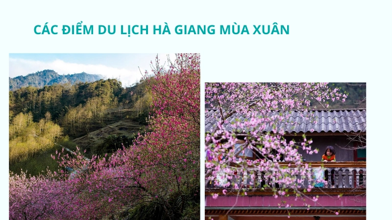 Các điểm du lịch Hà Giang mùa xuân ngắm hoa đẹp nhất