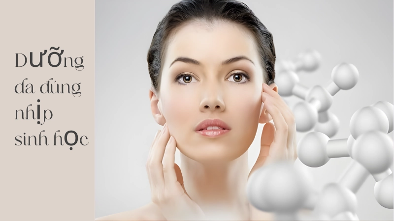 Dưỡng da theo nhịp sinh học tăng cường khả năng tái tạo tế bào