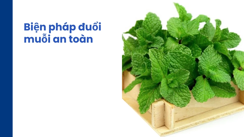 Trồng cây bạc hà quanh nhà là cách đuổi muỗi tự nhiên an toàn