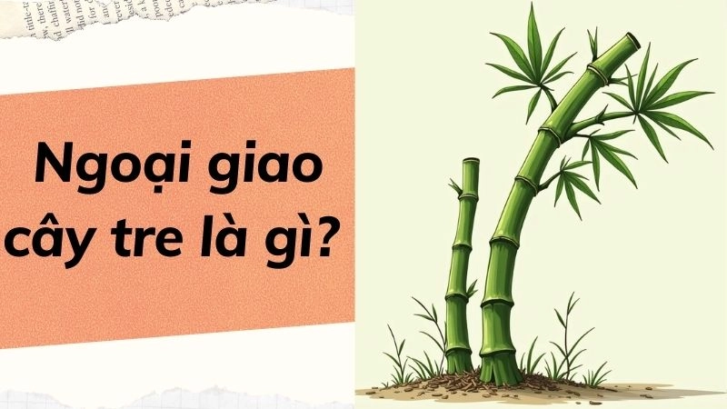 Khái niệm và đặc trưng chính của ngoại giao cây tre