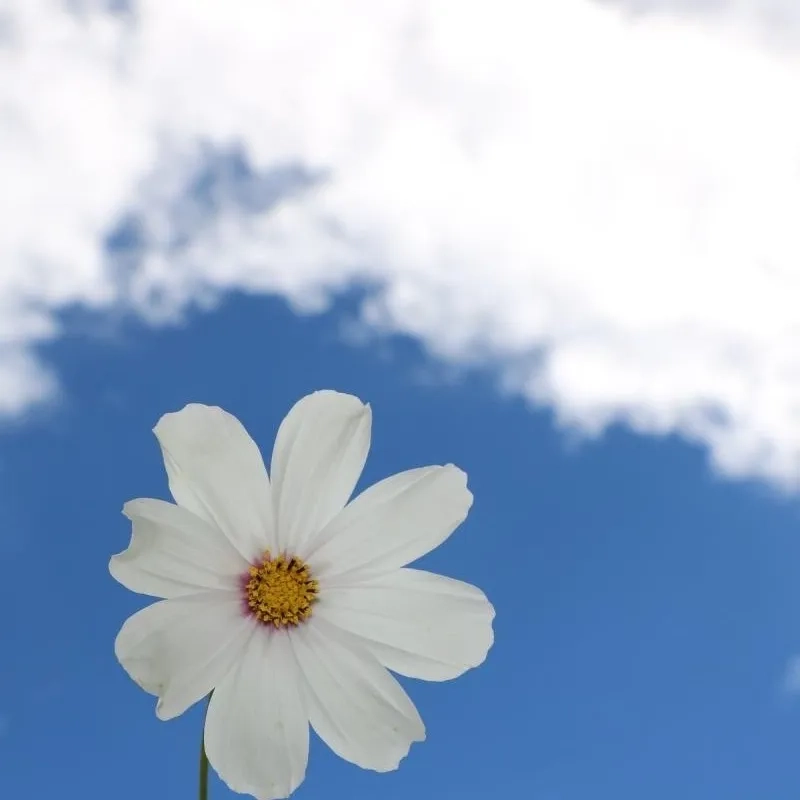 Lưu ngay về máy những tấm ảnh avatar bầu trời đẹp mê ly