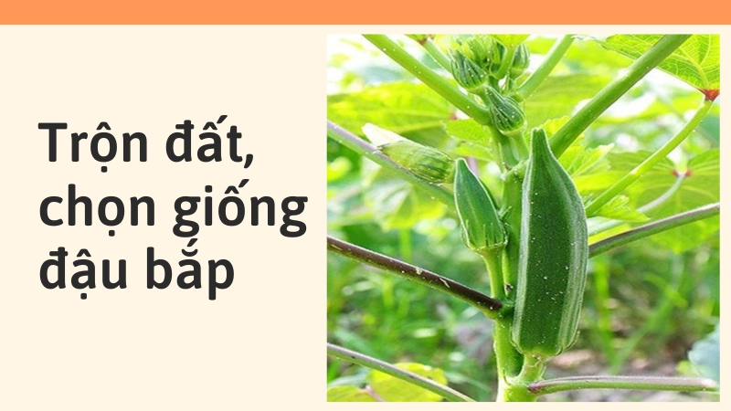 Cách trộn đất và chọn giống đậu bắp