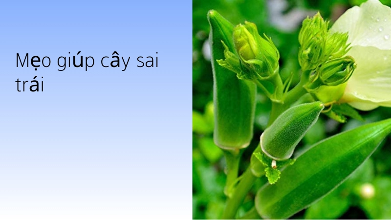 Mẹo chăm sóc cho cây ra trái liên tục