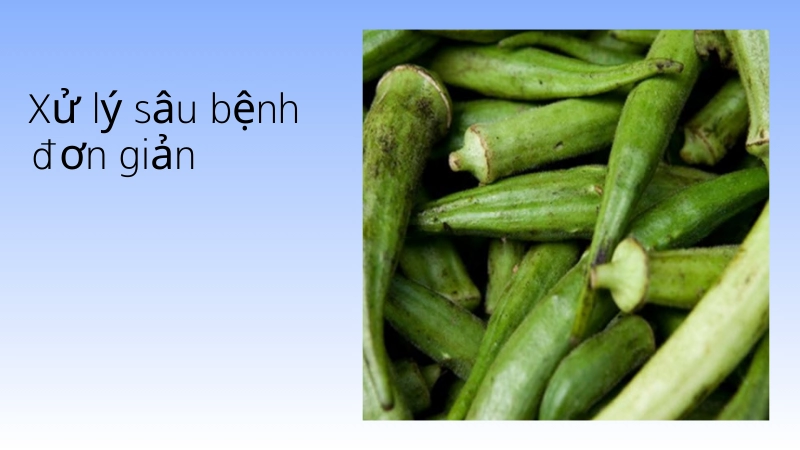 Xử lý sâu bệnh hại cây đơn giản nhất