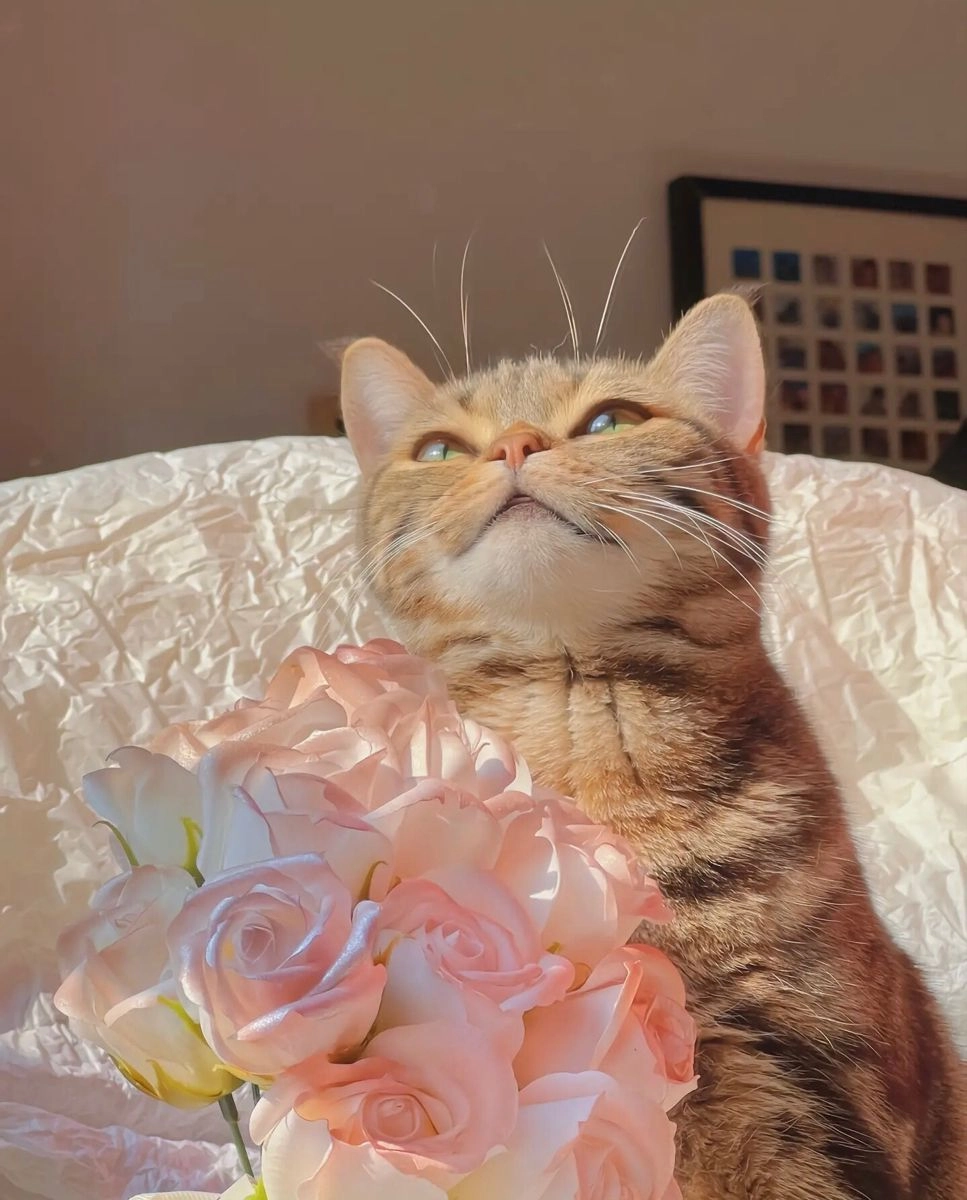 Thay lời muốn nói bằng hình mèo meme tặng hoa siêu cưng