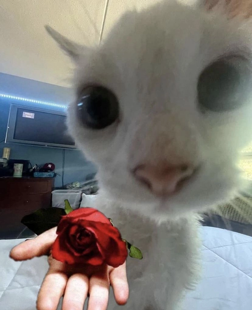 Cách xin lỗi người yêu hiệu quả nhất: gửi mèo tặng bông meme