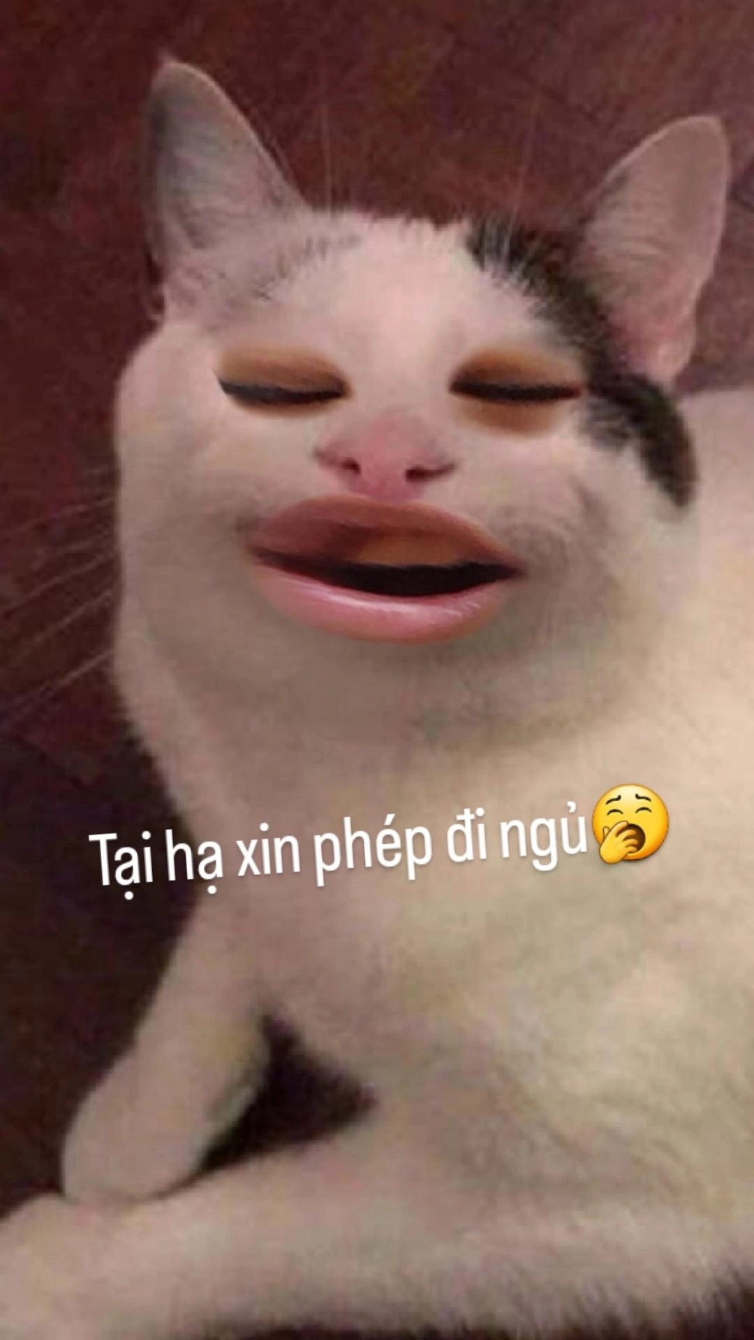 Nguồn năng lượng tích cực mỗi ngày từ meme hài hước mèo cute