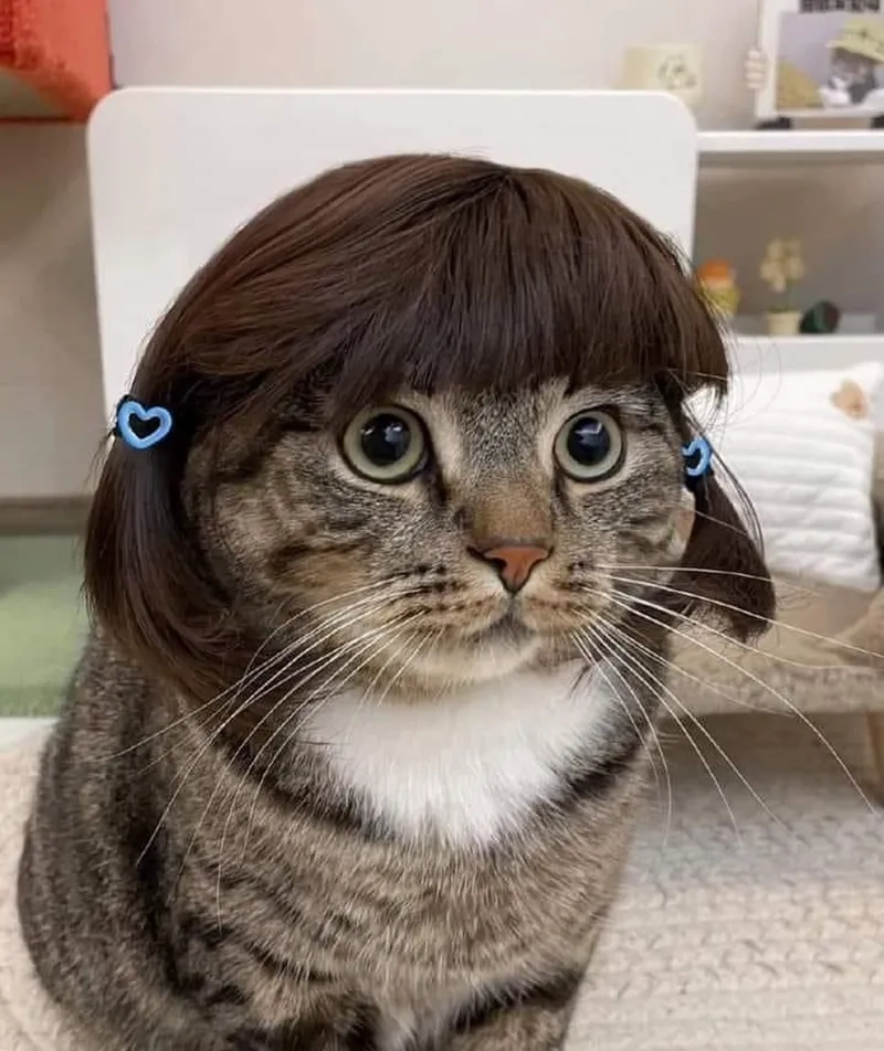 Tải trọn bộ hình meme hài mèo chất lượng cao làm sticker