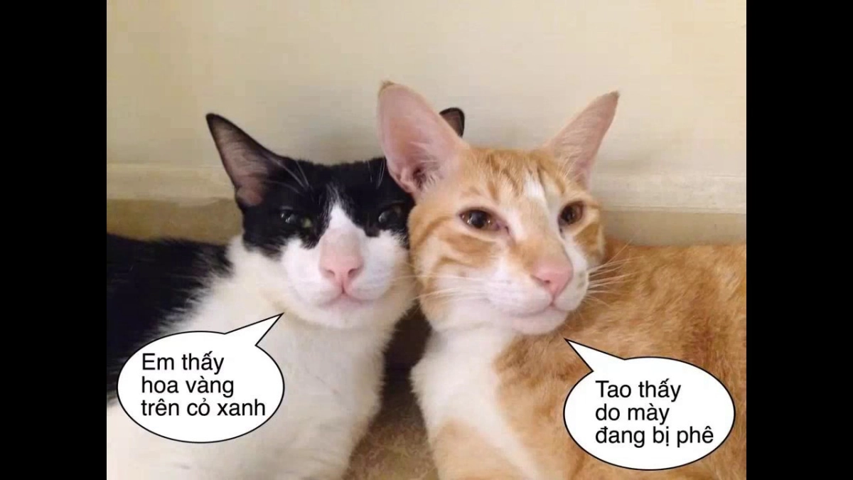 Khi boss muốn làm danh hài: Sự ra đời của meme hài mèo