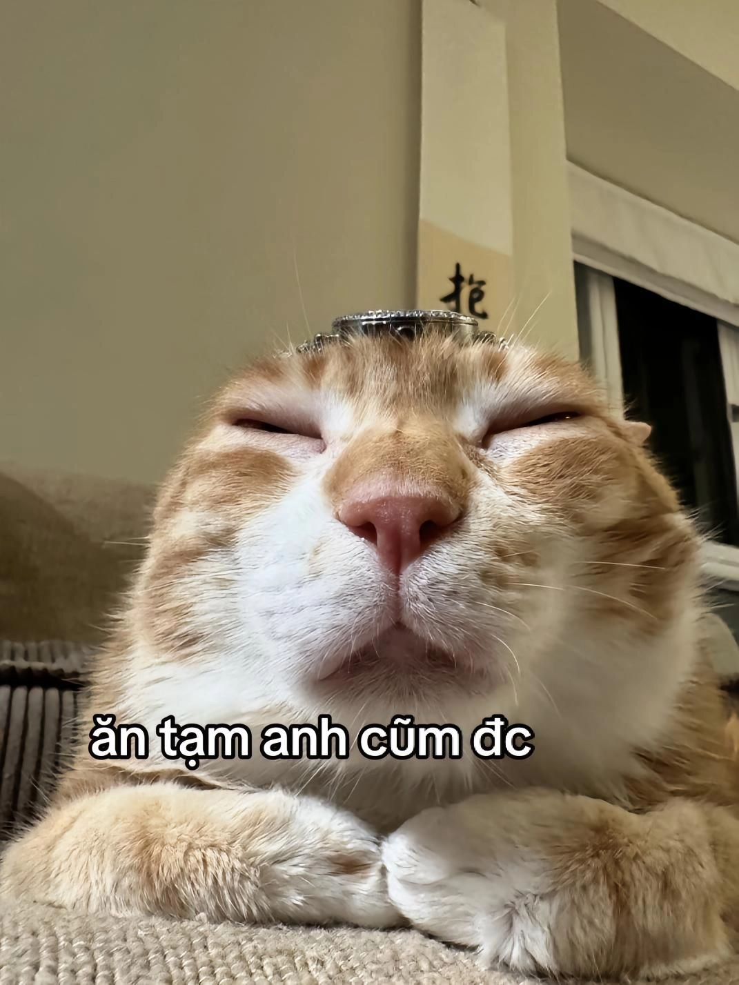 Gửi tặng bạn bè chút niềm vui qua ảnh mèo meme hài hước