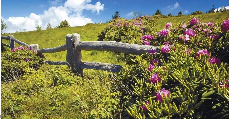 Thư giãn cực chill cuối tuần bằng cách học vẽ tranh phong cảnh mùa xuân