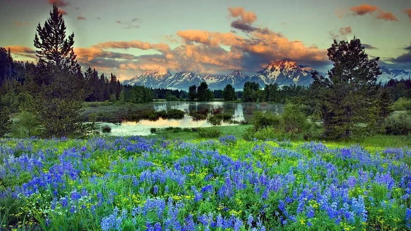 Cảm nhận không khí Tết đến xuân về rộn ràng qua hình nền phong cảnh mùa xuân