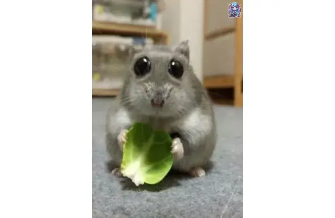 Bộ sưu tập ảnh hamster meme hài hước và đáng yêu nhất bạn nên xem