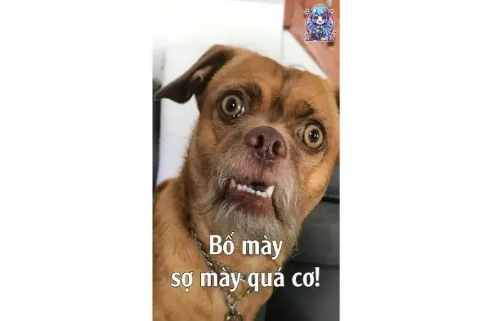 Tổng hợp ảnh meme chó hài hước gây cười không ngừng