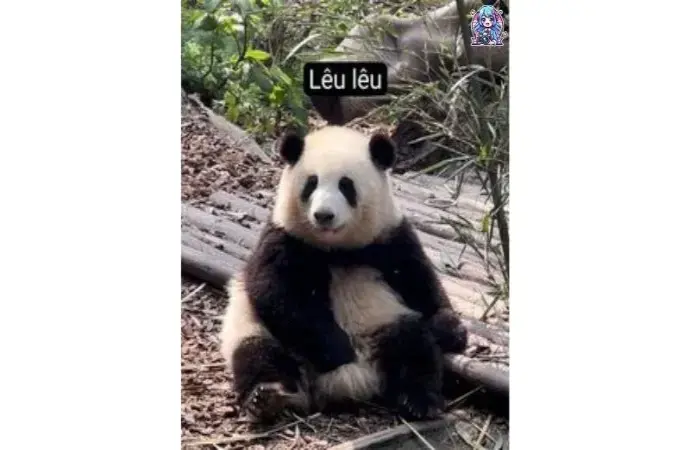 Bộ sưu tập ảnh meme gấu trúc vui nhộn để cười thả ga