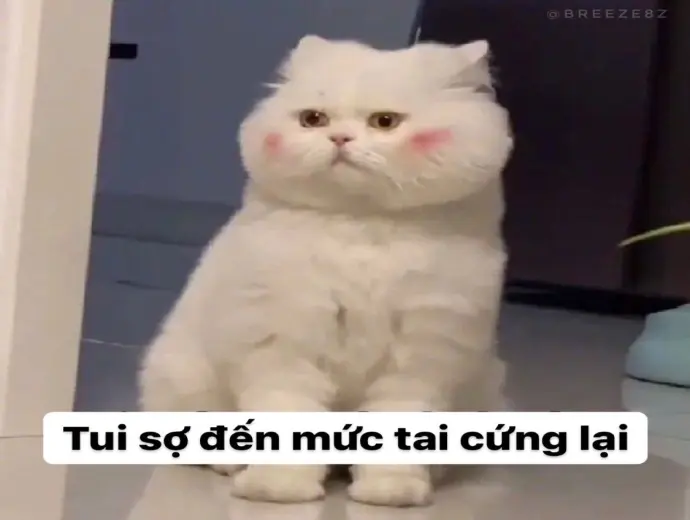 Tổng hợp 30+ ảnh meme hài mèo bựa nhất xem là cười ngay