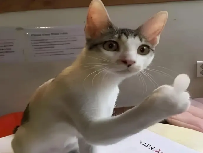 99+ ảnh meme ngón giữa siêu hài hước bá đạo nhất mạng