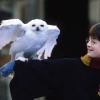 Harry Potter Lần Đầu Được Chuyển Thể Thành Anime
