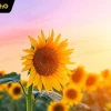 Khám Phá Thế Giới Ảnh Hoa Hướng Dương Anime Đầy Sắc Màu