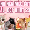 Khám phá thế giới mèo đen chibi: Hình nền, avatar và fanart độc đáo 2026