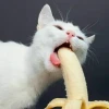 Meme Mèo Lè Lưỡi: Tuyển Tập Ảnh Chế Hài Hước Đốn Tim