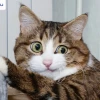 Thế Giới Meme Mèo: Khám Phá Kho Ảnh "Cười Ra Nước Mắt" 2026