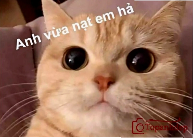 Ảnh chế meme mèo siêu bựa