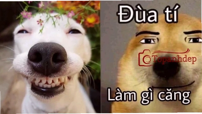 Ảnh chó bựa với phong cách độc đáo