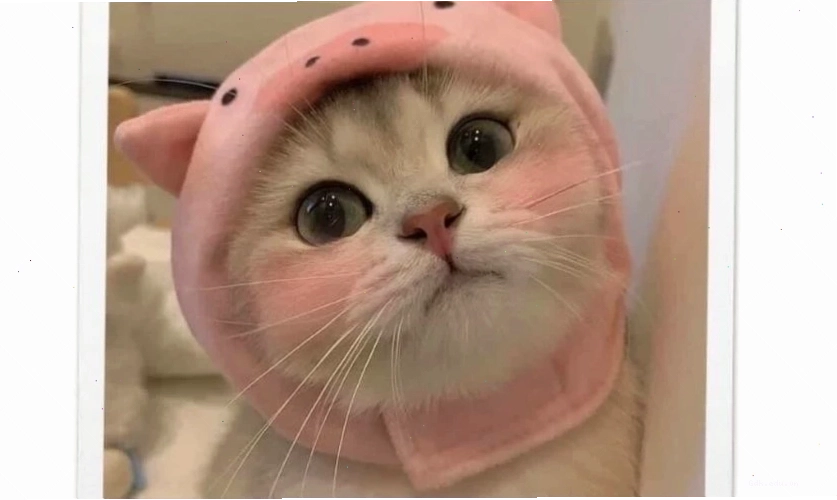 Ảnh meme mèo cute và dễ thương