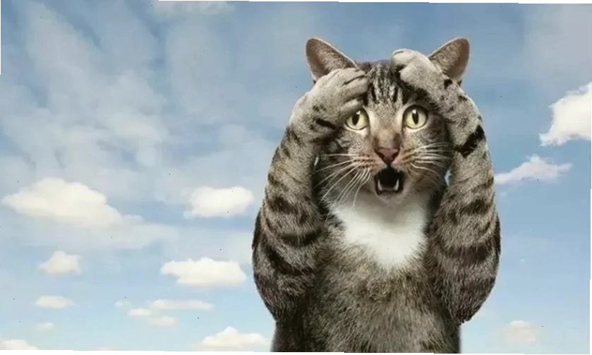 Ảnh mèo meme với biểu cảm ngơ ngác hài hước