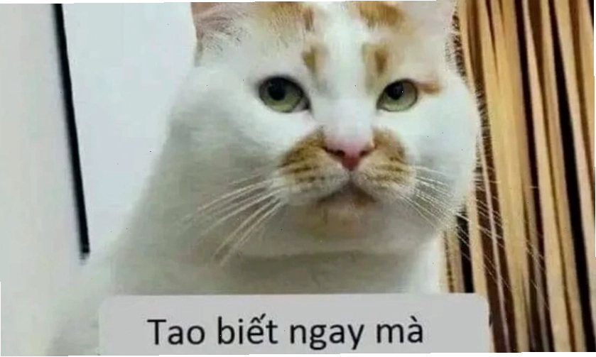 Ảnh mèo với khuôn mặt biểu cảm hài hước khó tả