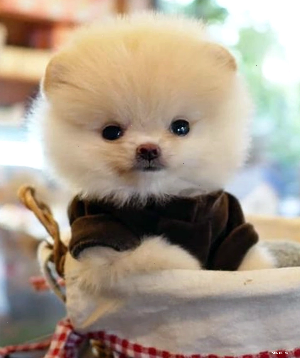 Avatar chó cute với biểu cảm đáng yêu