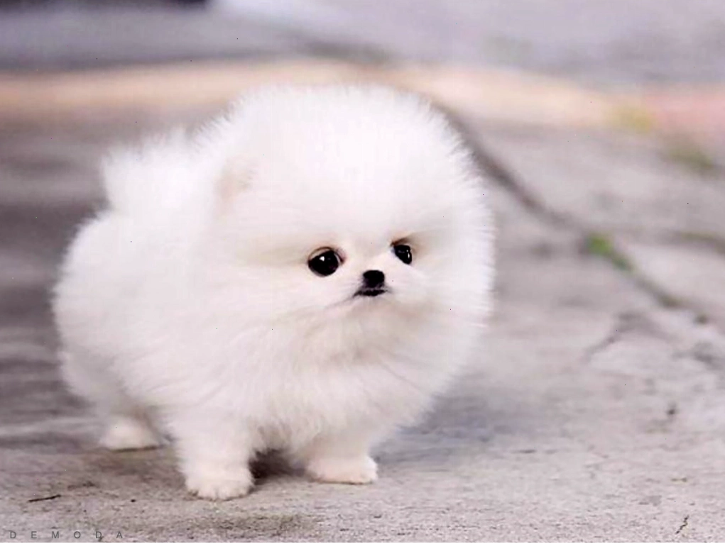 Avatar chó cute với đôi mắt to tròn