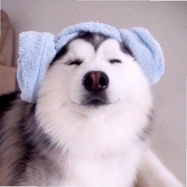 Avatar chó Husky ngầu