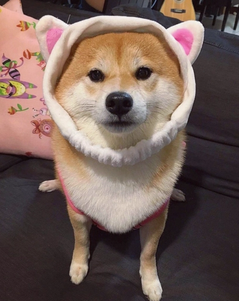 Avatar chó Shiba cute dưới ánh sáng tự nhiên